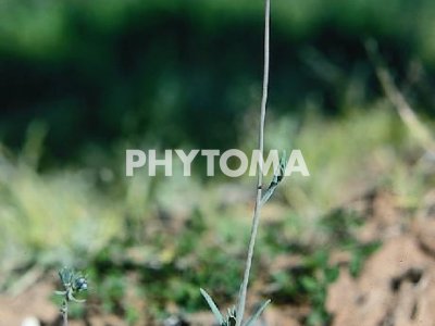 Linaria azul de hoja estrecha 
