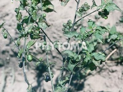 Hierba mora / Tomatillo / Uvas de perro / Morella vera / Tomaquera borda