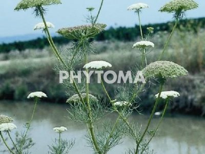 Visnaga / Viznaga / Fonollosa blanca / Escuradents