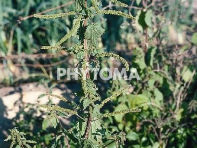 Ortiga larga / Ortiga membranàcia