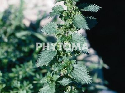 Ortiga menor / Ortiga petita o menuda / Herba d’ortigues