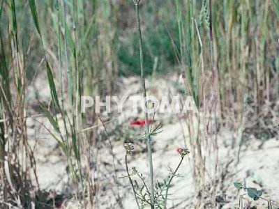 Valeriana española / Milamores / Centrant pedròs 