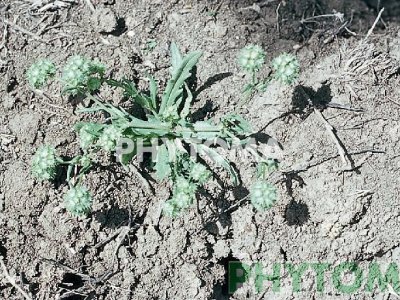 Canónigos / Valerianilla / Valerianela / Herba dels canongers / Lletugueta 