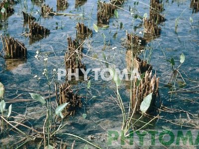 Llantén de agua / Coleta / Plantatge d’aigua