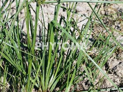 Tiña / Juncia de agua / Punxonet / Junça diforme