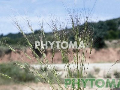 Triguillo / Rompesacos / Blat bord / Traiguera