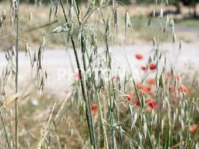 Avena loca / Ballueca / Cugula grossa