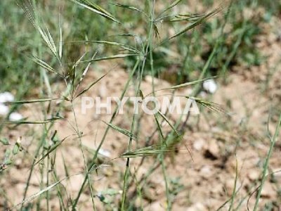 Barba de macho fina / Aceitillo / Blat del dimoni