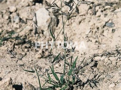 Eragrostis 