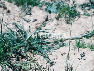 Grama cebollera / Poa bulbosa