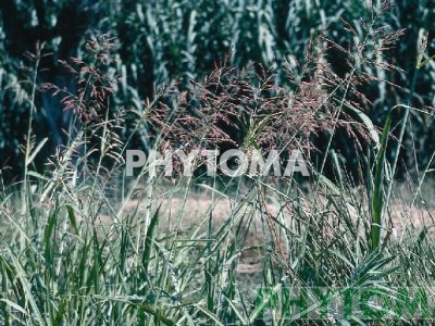 Cañota / Canyota / Milloca