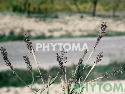 Ahogagatos / Escanyagats / Cerretes