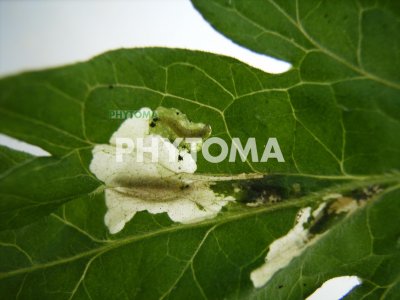 Polilla del tomate