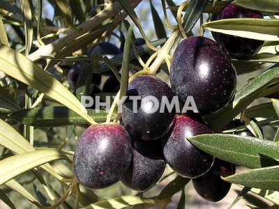 Olivo