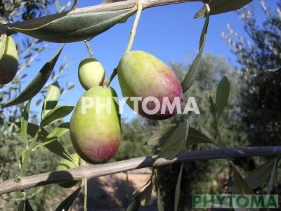 Olivo