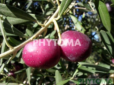 Olivo