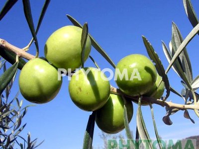 Olivo