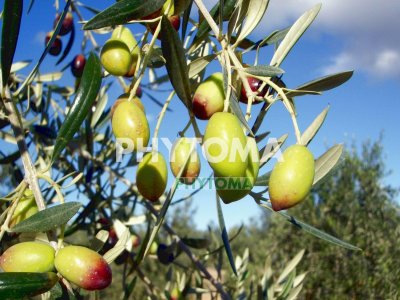 Olivo