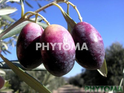 Olivo