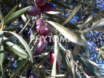 Olivo