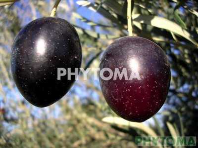 Olivo