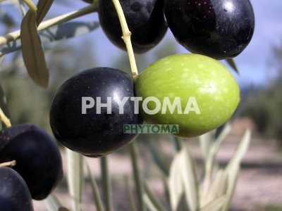 Olivo