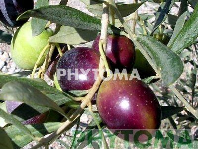 Olivo