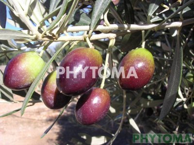 Olivo