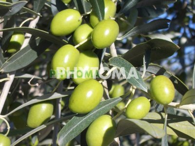 Olivo