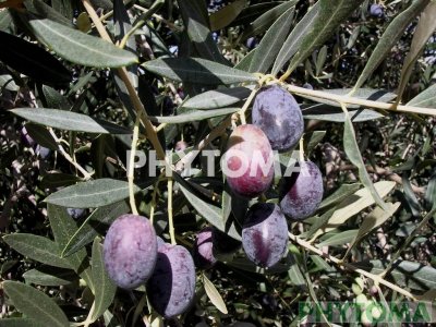 Olivo