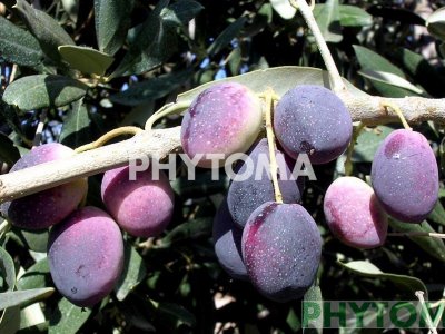 Olivo