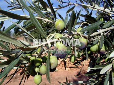Olivo