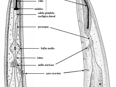 Nematodos fitoparásitos