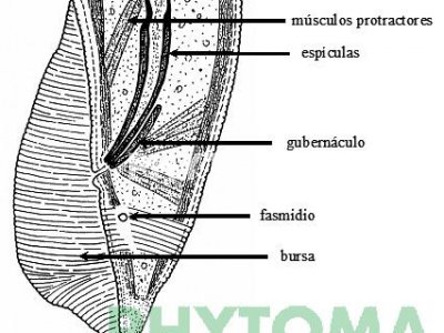 Tilénquido