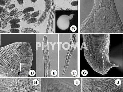 Nematodo agallador