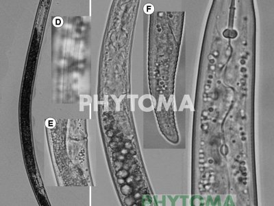 Nematodo de las lesiones