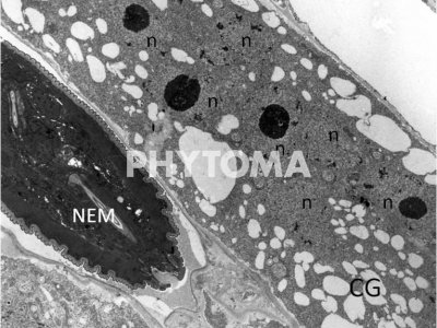 Nematodo agallador