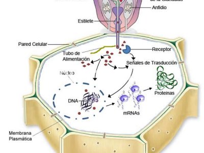 Nematodo endoparásito