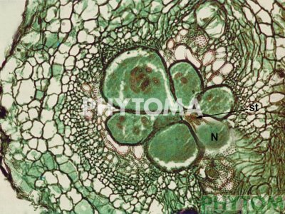 Nematodo agallador
