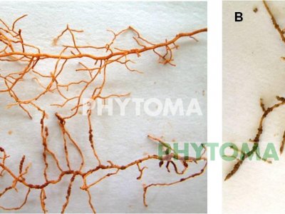 Nematodo de los cítricos