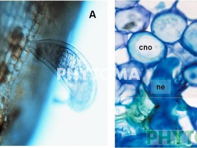 Nematodo de los cítricos