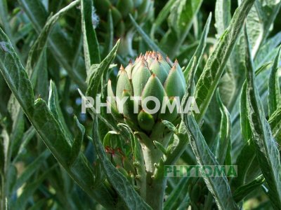 Alcachofa