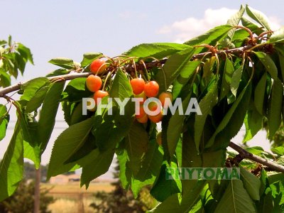 Cereza