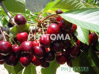 Cereza