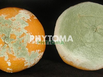 Podredumbre verde