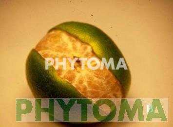 Rajado de los frutos