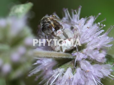 Araña cangrejo