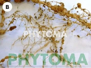 Nematodo agallador