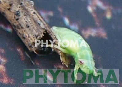 Espumadera