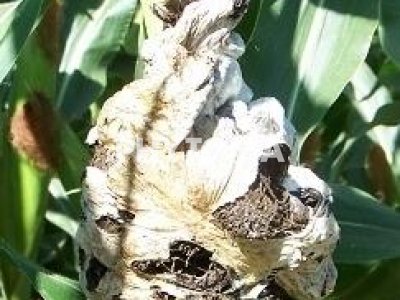 Carbón de mazorca